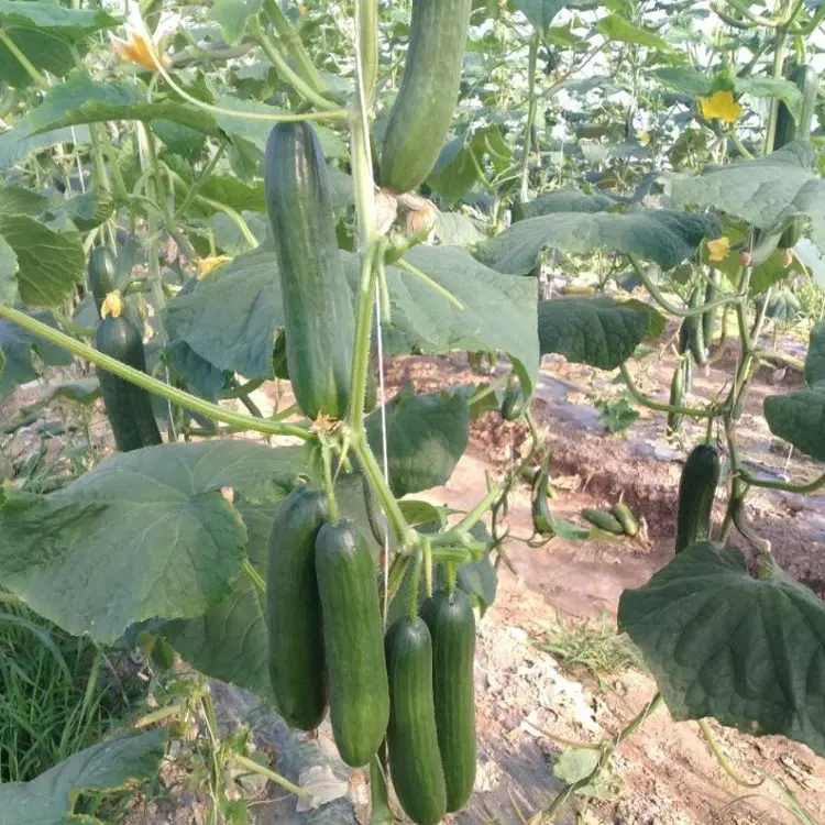 High Temperature Resistant Hybrid F1 Cucumber Seeds For Cultivation-Hot King No.3