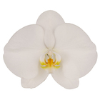 A07486 Phal. Sogo Yukidian "V3" Taiwan orchid
