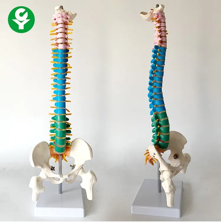 Teaching model of human skeleton model for color 45CM medium-sized vertical spine model