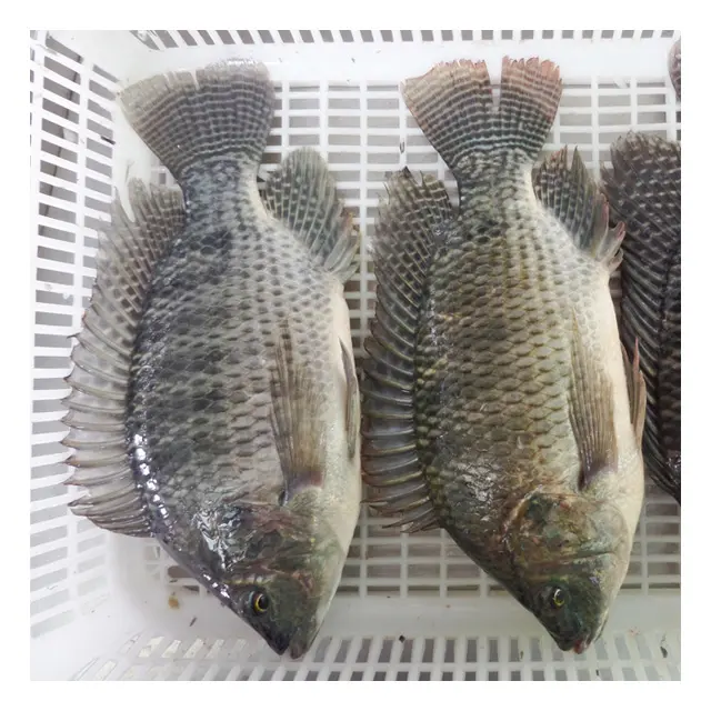 Live Fresh water Tilapia Fish Wholesale Seller Frozen
