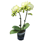 Wholesale Phalaenopsis Plant Natural Moth Orchid Seedling for Sale K1782