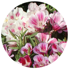 1000 seeds mix Godetia flower seeds