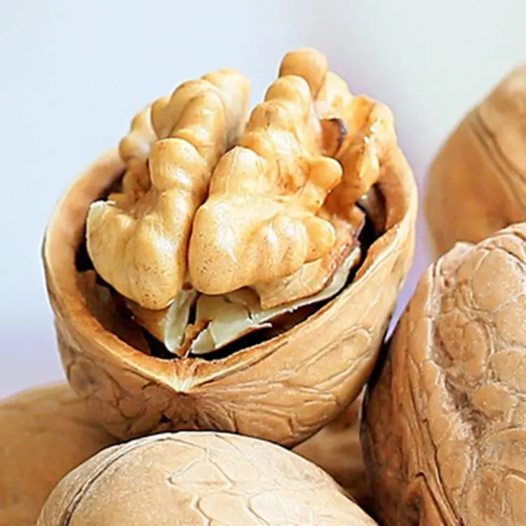 Top Quality China Xinjiang 33 Walnut With Shell