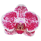 promotion price Taiwan orchid plant pots fresh orchid flower Chain Xen Diamond