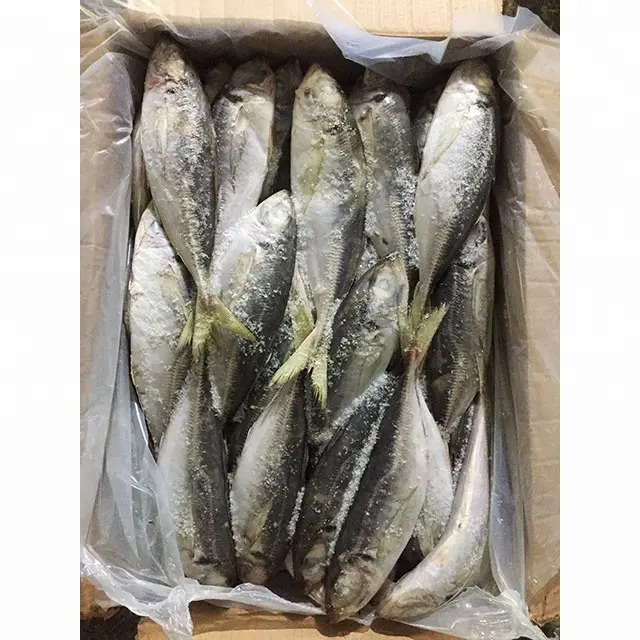 23cm+ Land Frozen Horse Mackerel/Trachurus Trachurus Fish