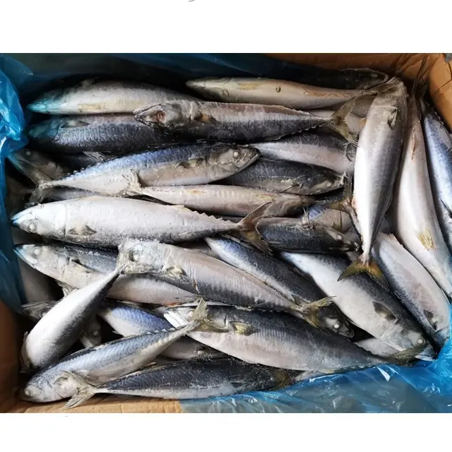 Chinese origin canned mackerel fish