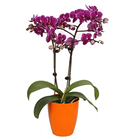 Medium 2.5 Inch Pot Orchid Phalaenopsis Plant Tissue Culture Seedlings For Sale K1772