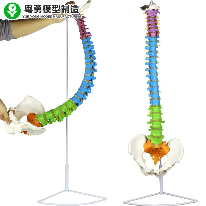 Spine pelvis color zone Medical Spinnal Column Anatomical Human Model