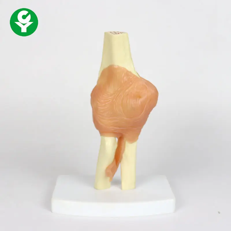 Life-size functional plastic Elbow joint model