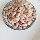 Good color light speckled kidney beans long shape market price