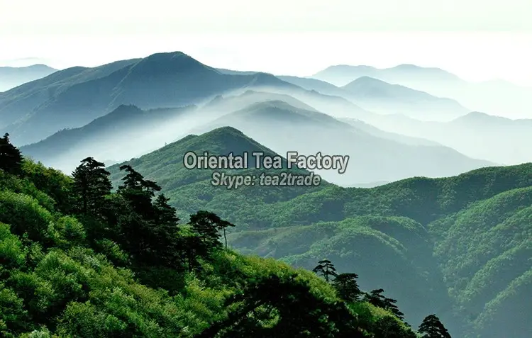 Hight Quality Bai Hao Ying Zheng Bai Mu Dan White Tea