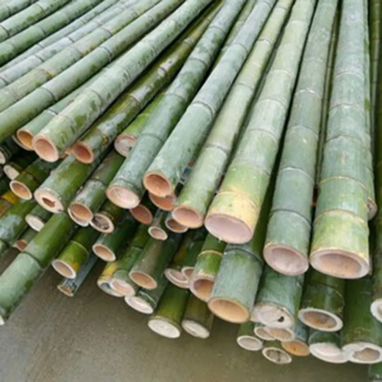 High Quality Bamboo Material Stakes Bamboo Poles Moso Treated Artificial Raw Bamboo Poles