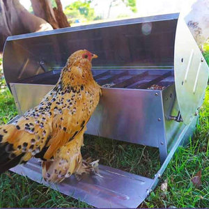 Automatic Chicken Feeder Automatic Chicken Feeder Suppliers And