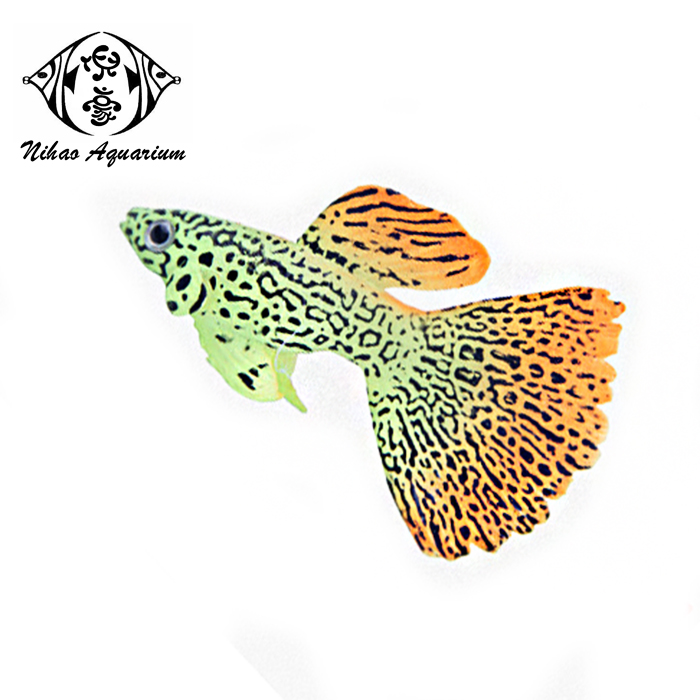 aquality tropical fish wholesale