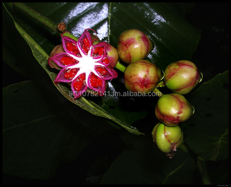 Dillenia Retusa Anti Dandruff Care Naturally Buy Natural Hair