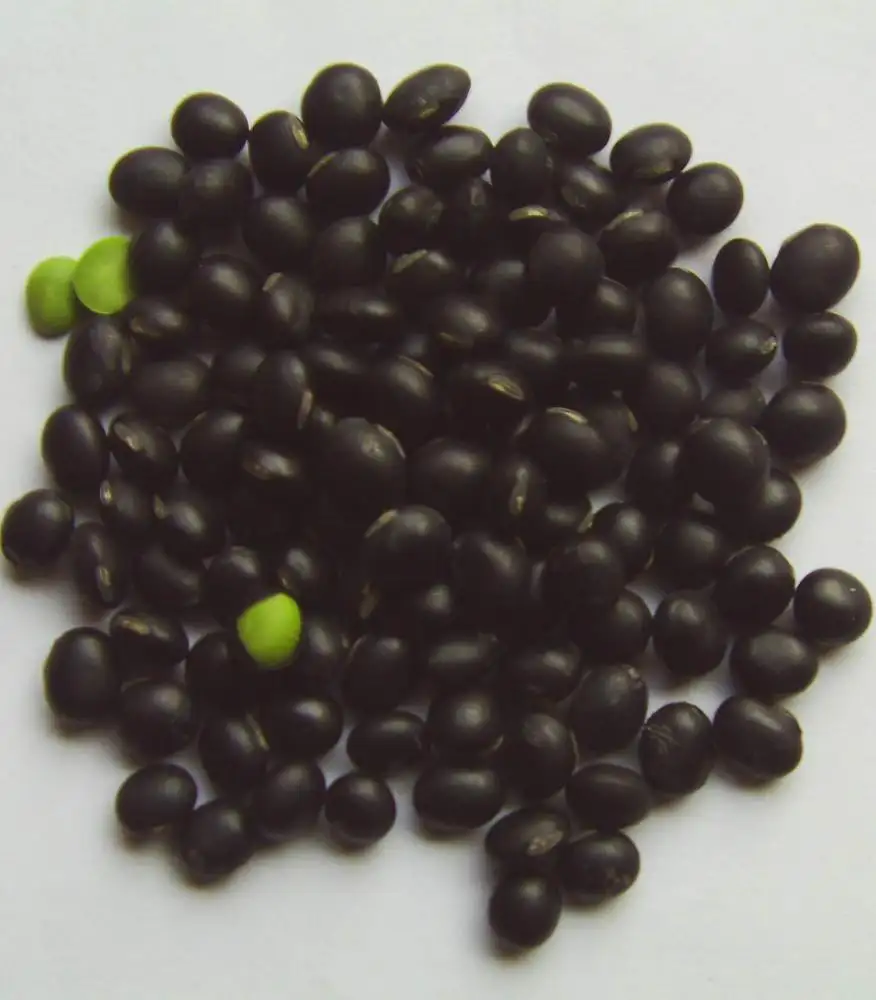 China Small Black Bean Green Inside, 2018 Crop