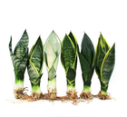 Household Garden Plant Sansevieria Potting Decoration And Air Purification Plant Table Potting