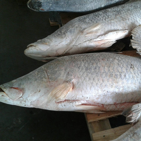 barramundi