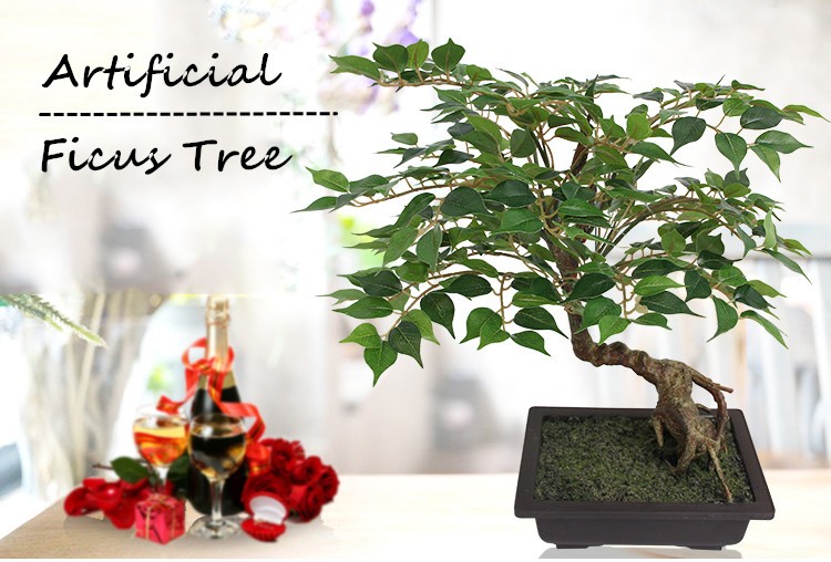 Pappelfeige Samen, ficus religiosa, buda Bodhi Baum Baum Bonsai geeignet|  Alibaba.com