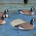 best quality promotional hunting bait goose decoys