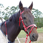 EUROPE PVC/TPU /leather horse racing bridle