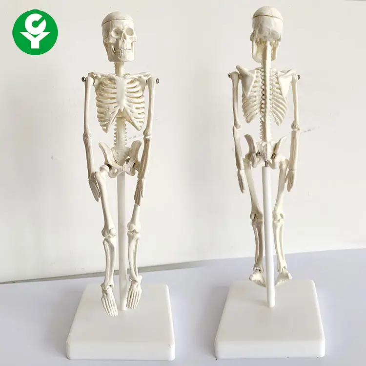 human skeletal model Miniature human skeleton model 20CM