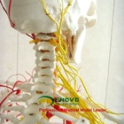 170 skeleton, nerve, Medical Full Skeleton Anatomical Human Model, 12362