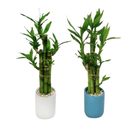Ornament Plant Lucky Bamboo Bonsai Fengshui Fortune Plant