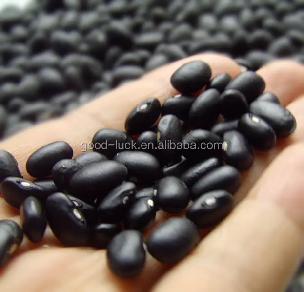 Sell Polished Black Beans With White Kernels, China Origin