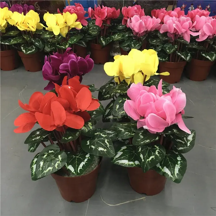High Quality Mix Color Cyclamen Persicum Seeds Flower Seeds For Cultivation