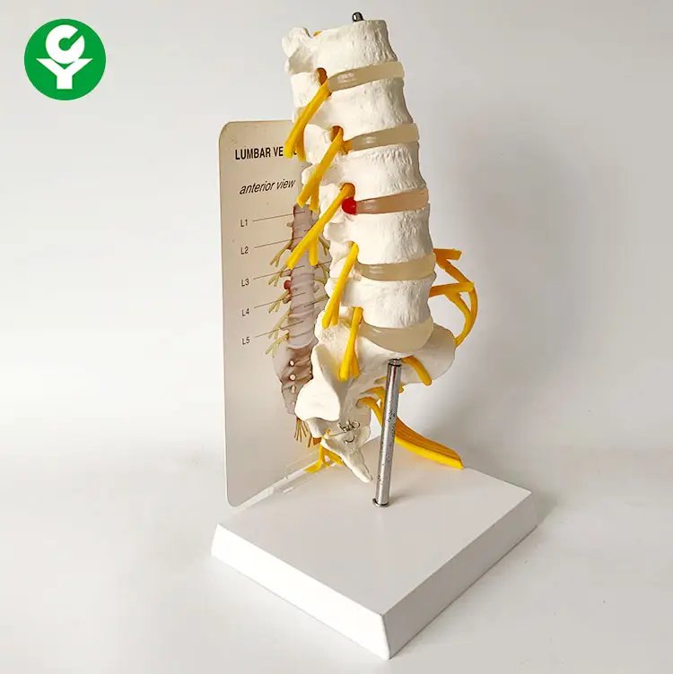Medical Anatomical plastic Lumbar Vertebrae spine model with sacrum skeletal model