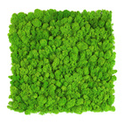 Best Quality Decoration House Office 30X30cm Green real Preserved Eternal Moss Wall panels