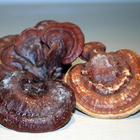 sell ganoderma lucidum polysaccharide 15% 30% 50% etc