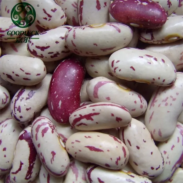 Wholesale Organic Types of Sugar Pinto Beans/LSKB bean and Grains
