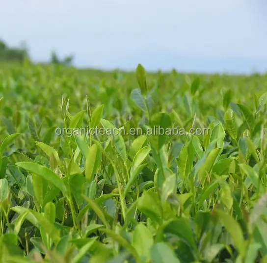 Japanese Wholesale Private Label Matcha Green Tea Powder Oriental Tea Manufacturer Supervise
