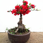 Malus Spectabilis Bonsai Crab Apple Potting For Garden Home Ornament
