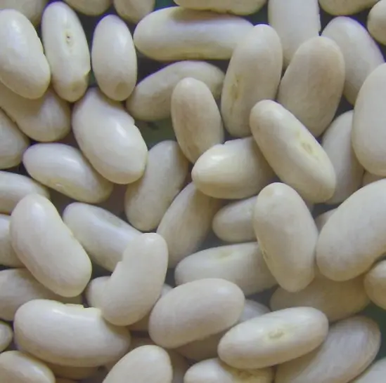 Chinese White Haricot Beans Long Shape , New Crop