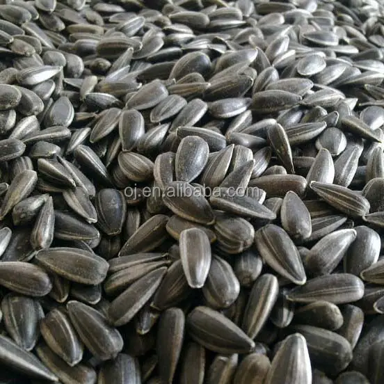 High amount of oil sunflower seeds