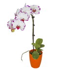 Best quality promotional phalaenopsis amabilis phalaenopsis plant orchid seedlings