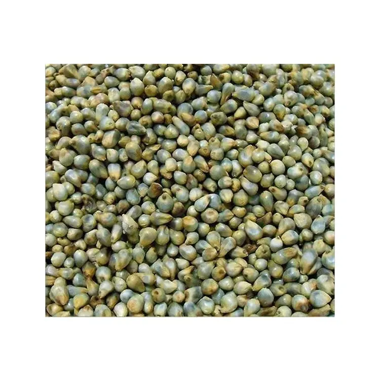 Healthy Nutritious Indian Green Millet Bajra for Sale