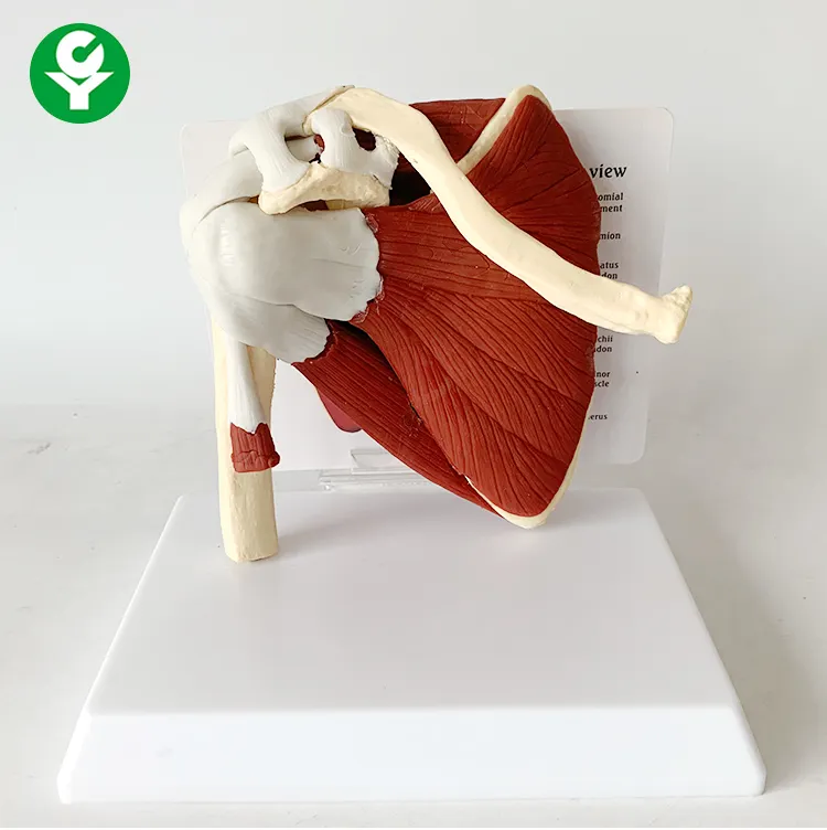 Muscle model of shoulder joint Human skeleton model Teaching demonstration model