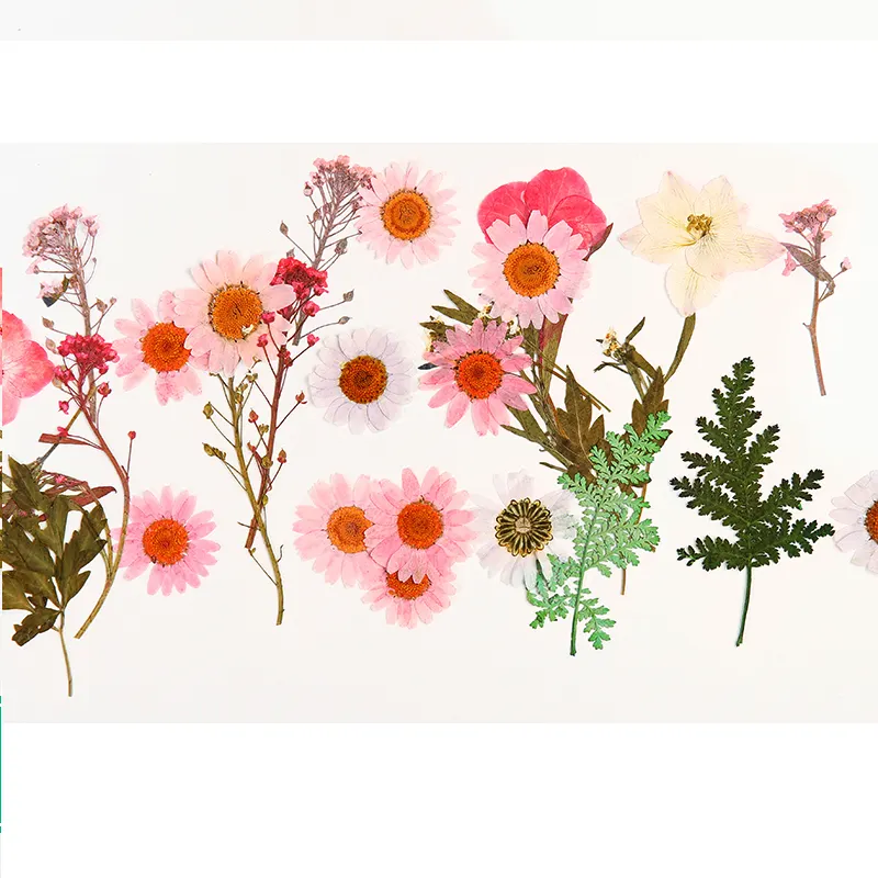 Настоящие сушеные прессованные цветы, натуральные растительные маргаритки, листья в ассортименте, Цветочные Декорации для творчества, художественное украшение