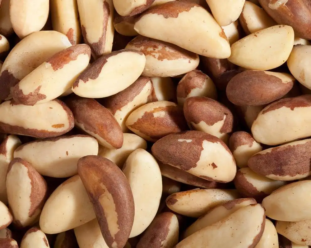 Consumption Use and Dried Style brazil cashew nuts