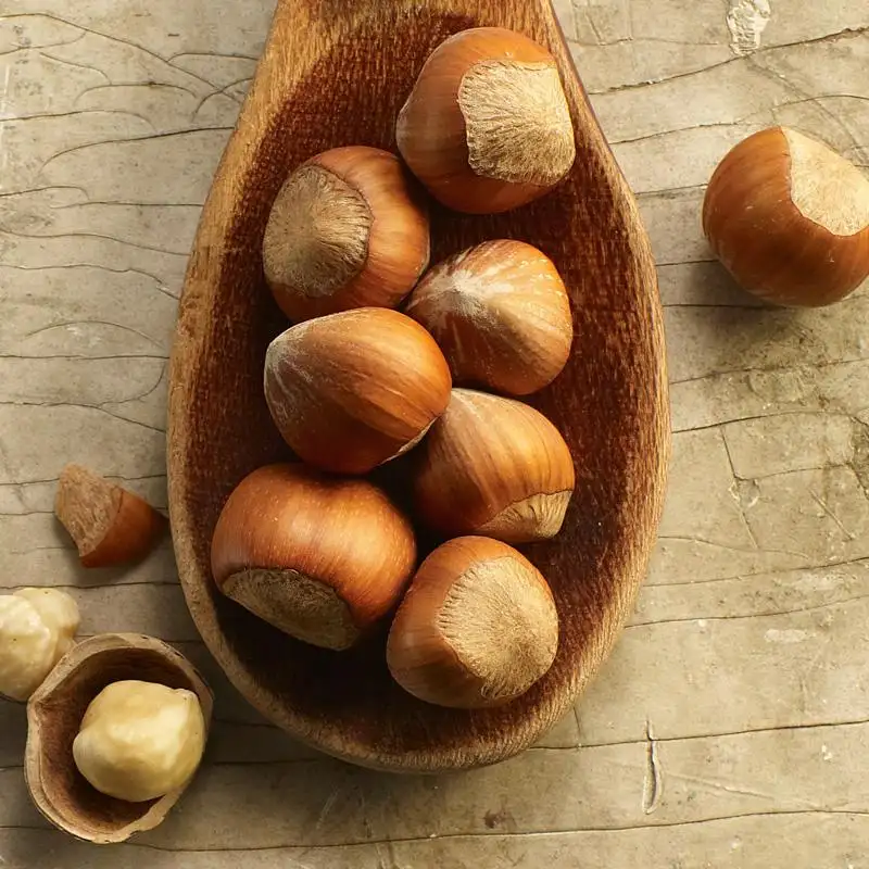 Raw Hazelnuts Kernels in Shell, Hazelnuts