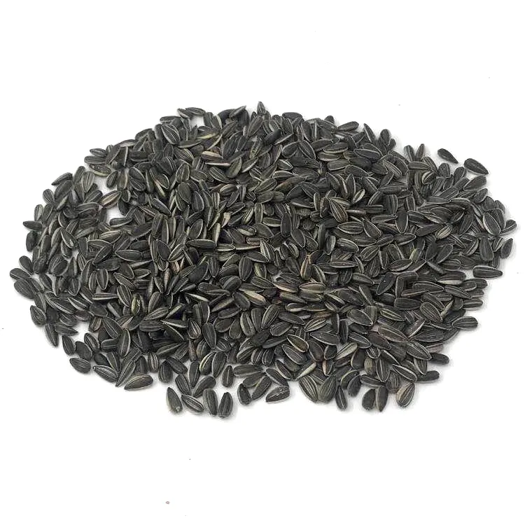 inner mongolia black sunflower seeds for oil