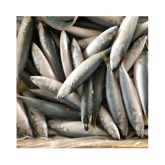 BQF Seafoods And Frozen Food Pacific Mackerel Fish 300-500g