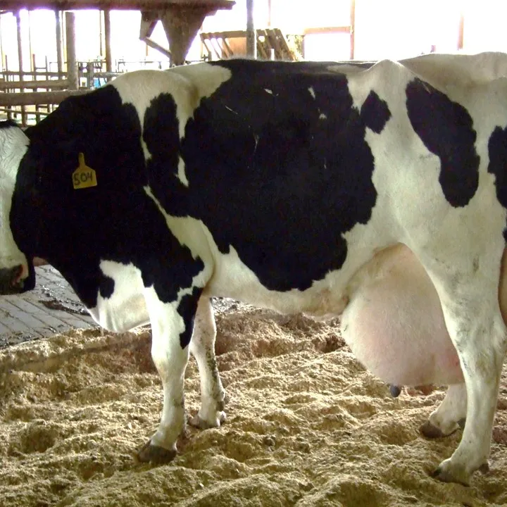 Молочный скот/Живая Беременная Кобра Friesian Holstein