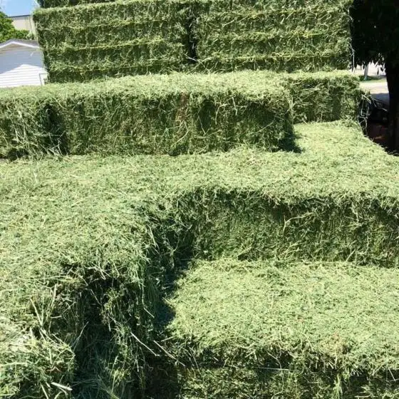 Wholesale Alfalfa Hay at Best Reliable Price
