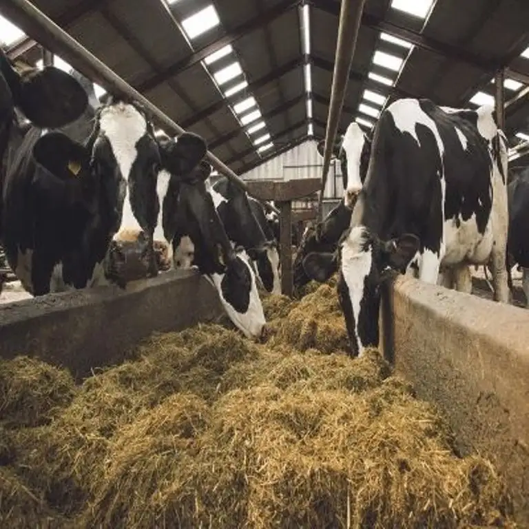 Cheap Live Holstein Heifers Cows