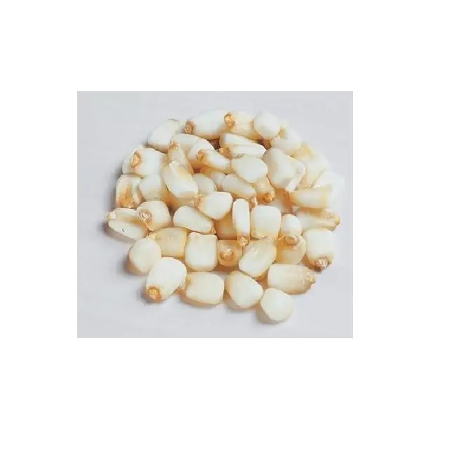 Indian Merchant/ Exporter Offering Indian White Maize/ Corn Non-GMO Quality